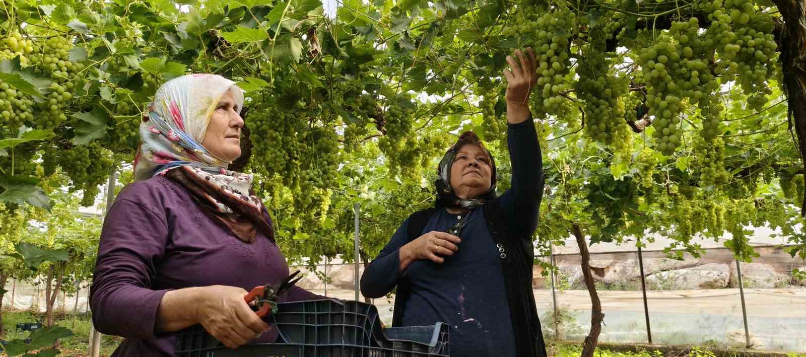 Silifke’de sezonun ilk üzümü hasat edildi, kilosu 600 TL’den ihraç edildi
