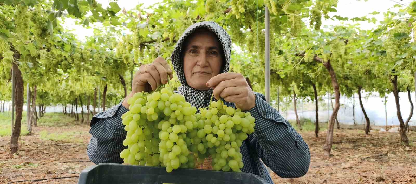 Silifke’de sezonun ilk üzümü hasat edildi, kilosu 600 TL’den ihraç edildi
