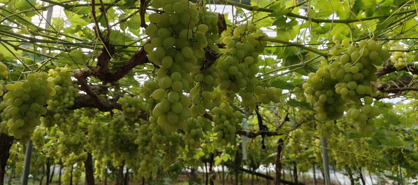 Silifke’de sezonun ilk üzümü hasat edildi, kilosu 600 TL’den ihraç edildi
