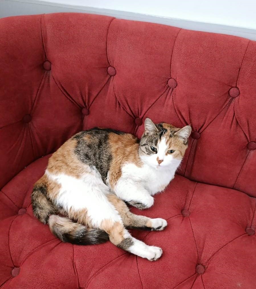 Silifke’de yürekleri ısıtan kurtarma
