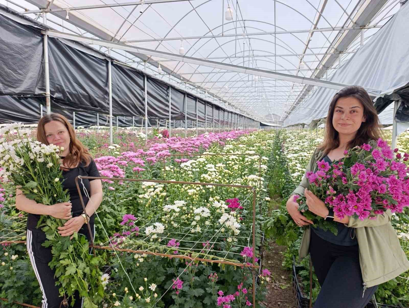 Simav’da jeotermal seralarda kasımpatı hasadı başladı
