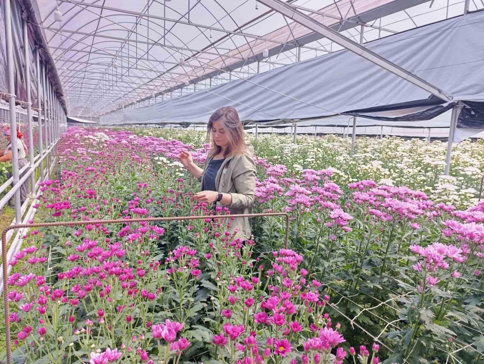 Simav’da jeotermal seralarda kasımpatı hasadı başladı
