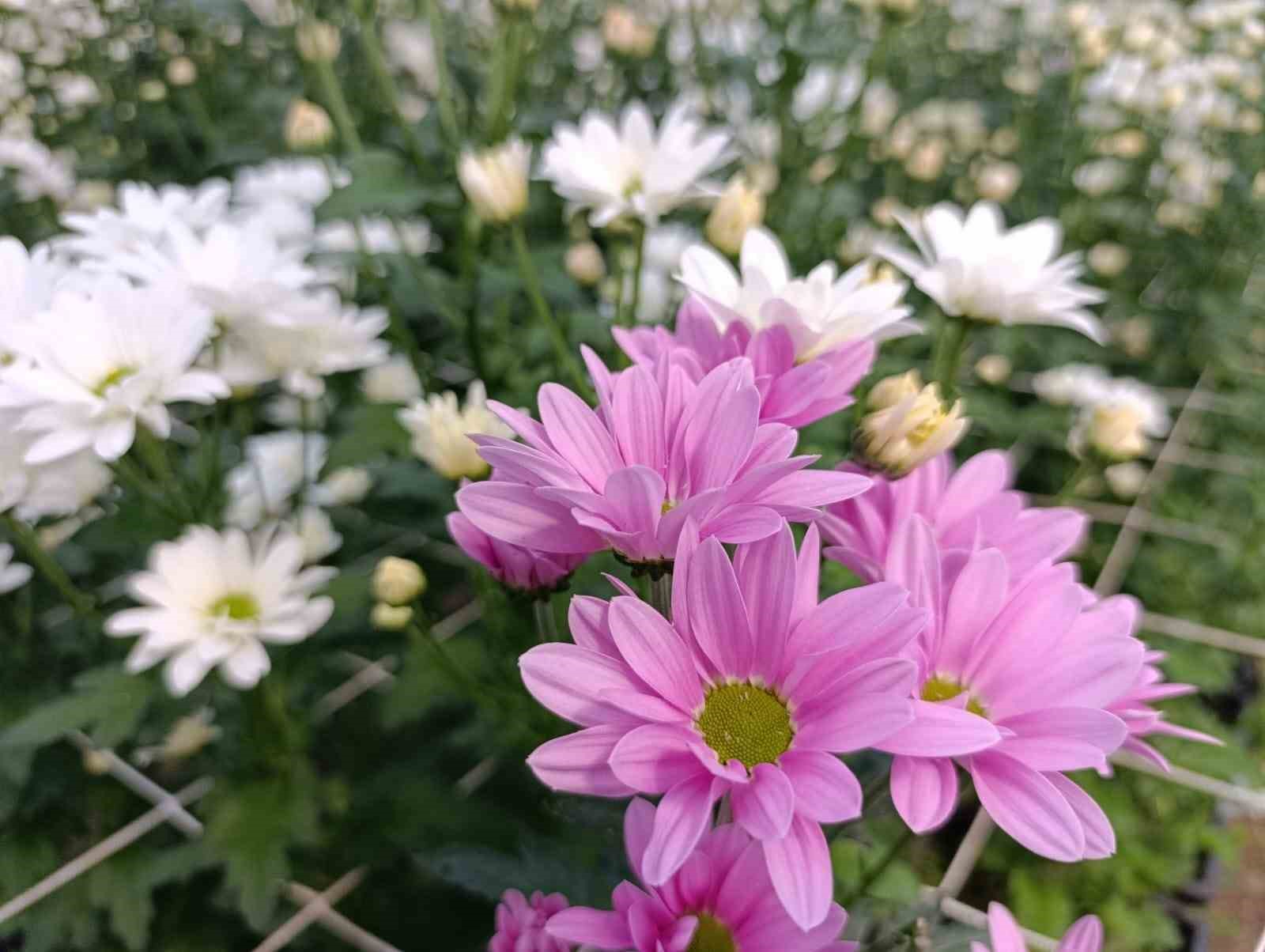 Simav’da jeotermal seralarda kasımpatı hasadı başladı
