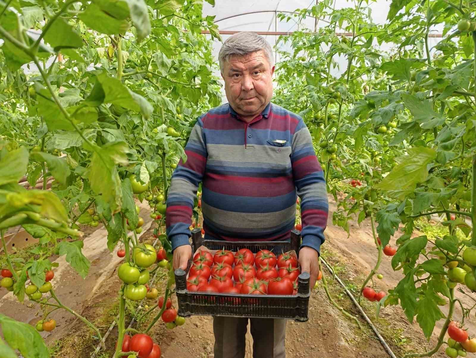 Simav’da yetişen ’coğrafi işaretli’ Eynal domatesi pazarlarda ilgi görüyor

