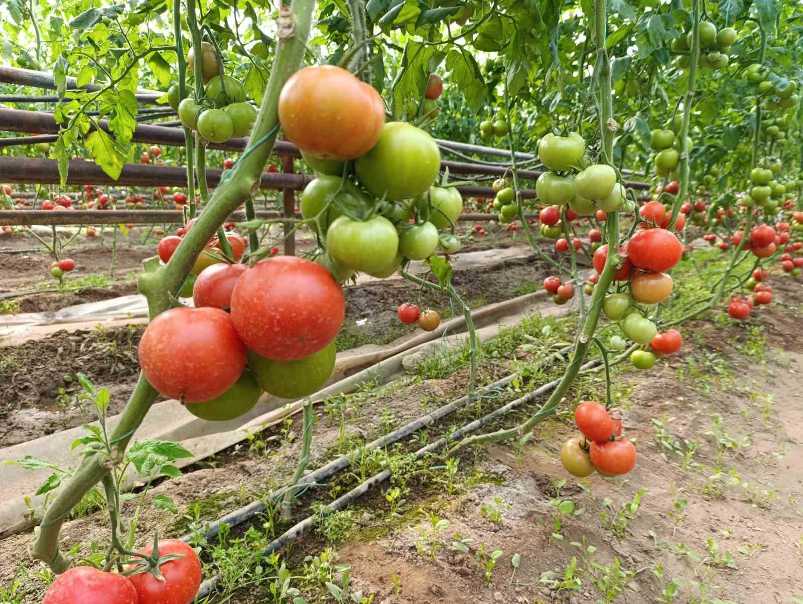 Simav’da yetişen ’coğrafi işaretli’ Eynal domatesi pazarlarda ilgi görüyor
