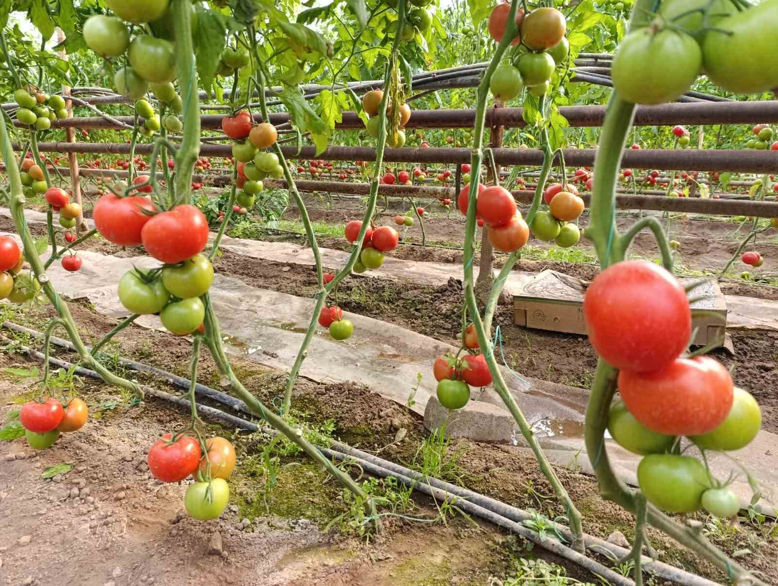 Simav’da yetişen ’coğrafi işaretli’ Eynal domatesi pazarlarda ilgi görüyor

