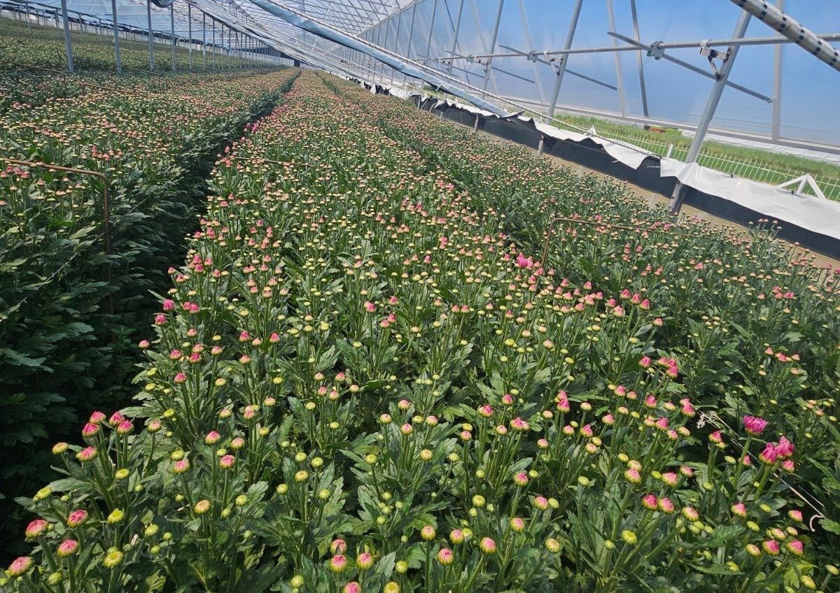 Simav’daki seralarda domatese alternatif kesme çiçek üretimi
