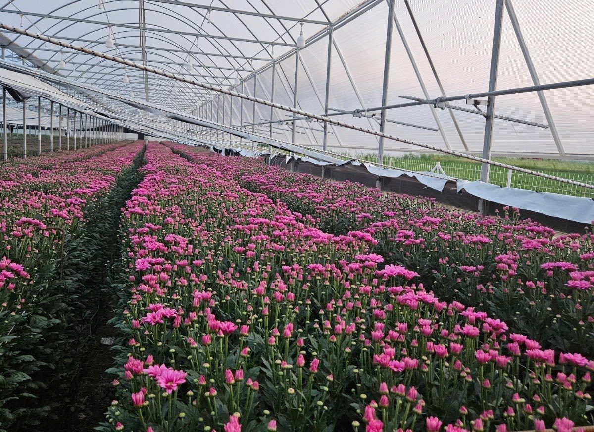 Simav’daki seralarda domatese alternatif kesme çiçek üretimi
