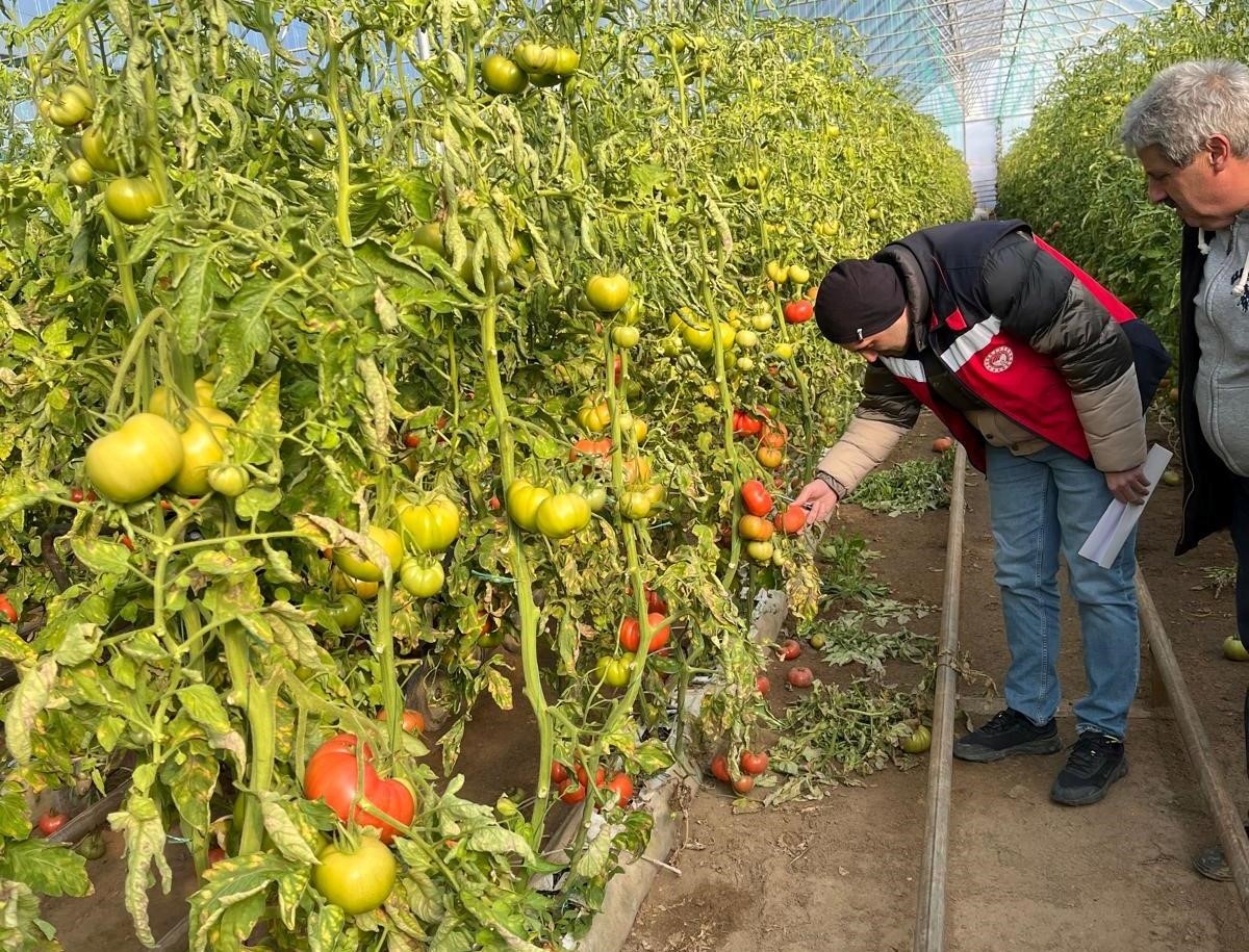 Simav’daki seralarda zirai don zarar tespit çalışması yapıldı
