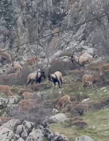 Sincik boğazına dağ keçileri indi
