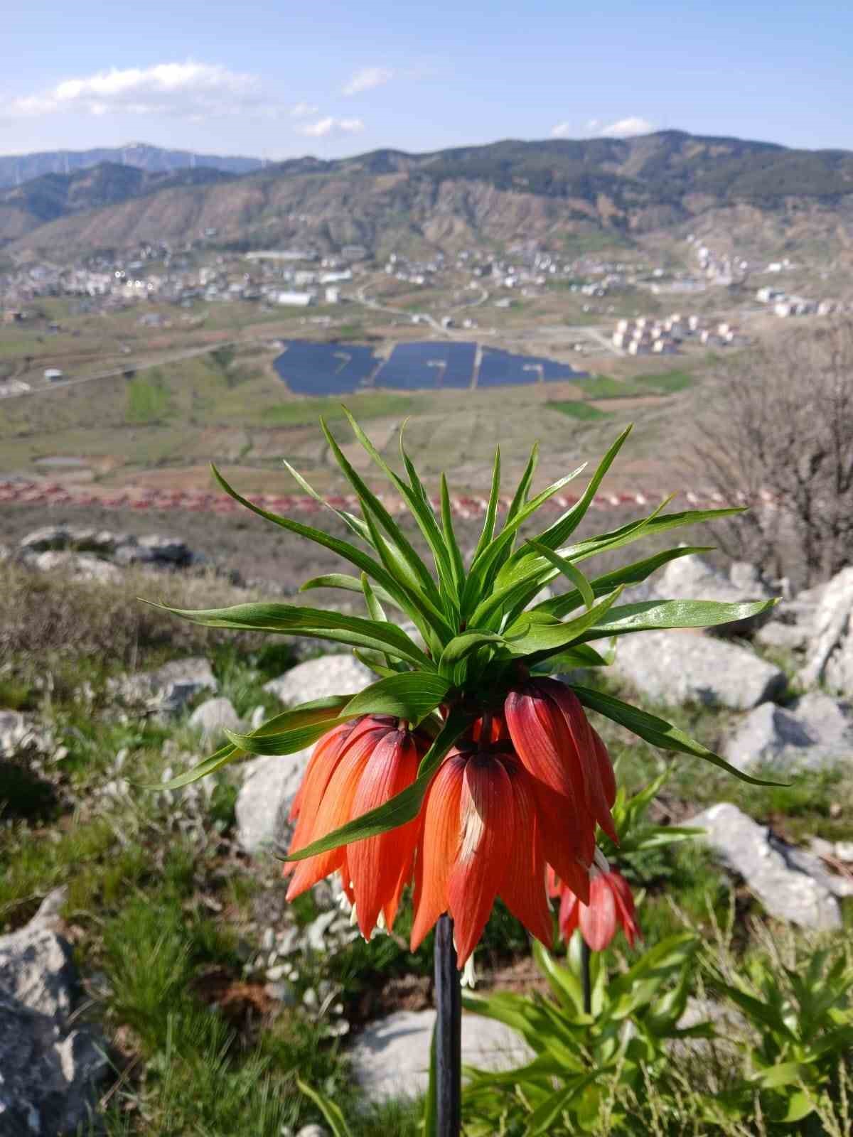 Sincik dağlarında açan ters laleler hayran bırakıyor

