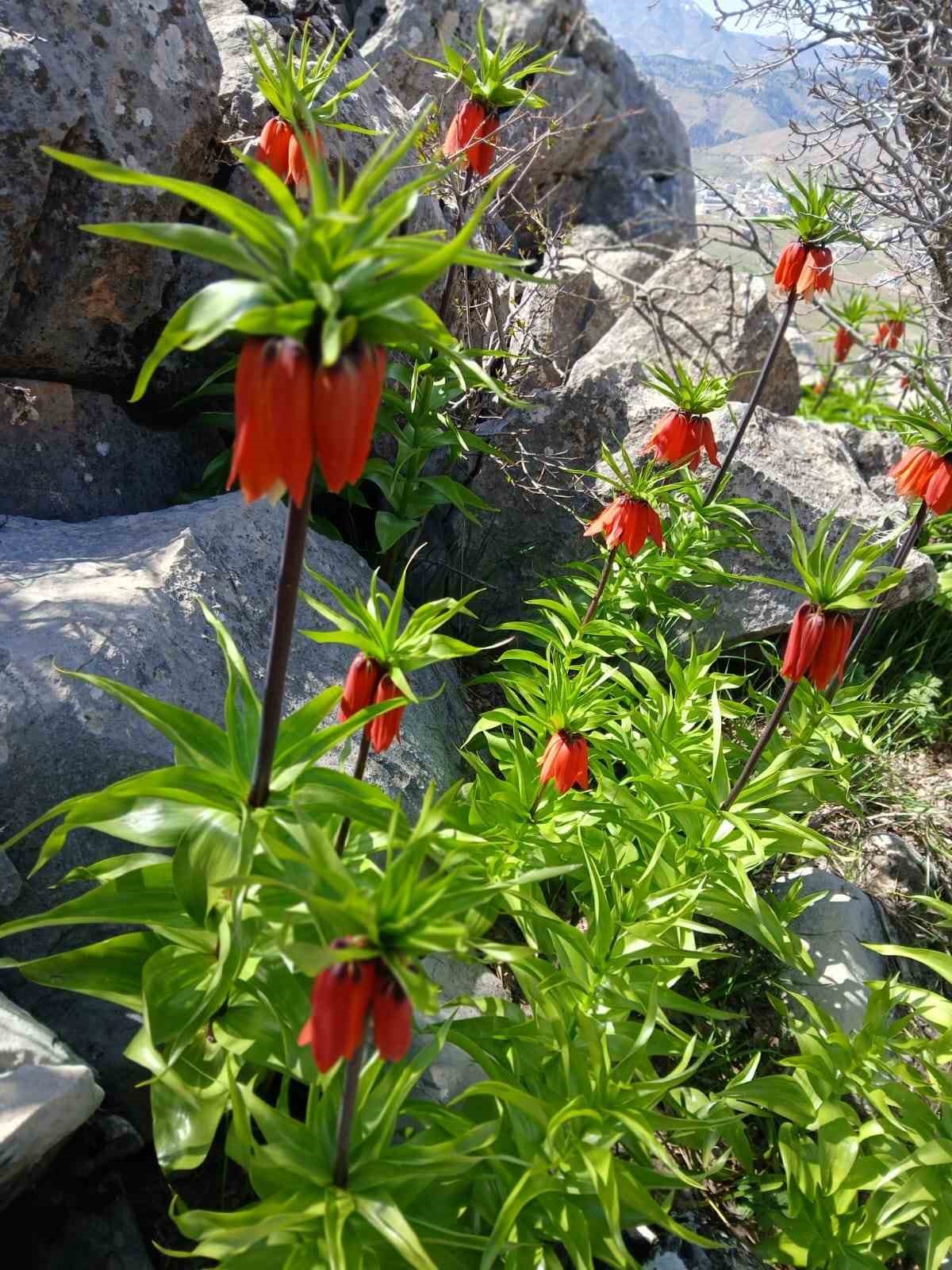Sincik dağlarında açan ters laleler hayran bırakıyor
