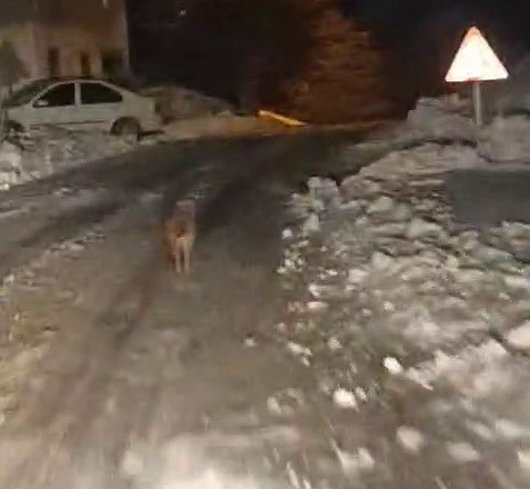 Sincik’te kurt köy merkezine indi
