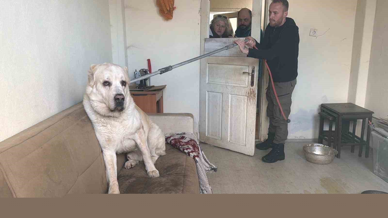 Sınır dışı edilen Rus kadının evinde 4 gündür aç olan 12 hayvan kurtarıldı
