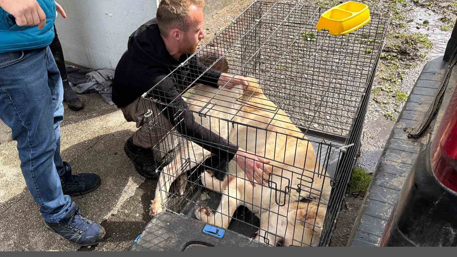 Sınır dışı edilen Rus kadının evinde 4 gündür aç olan 12 hayvan kurtarıldı
