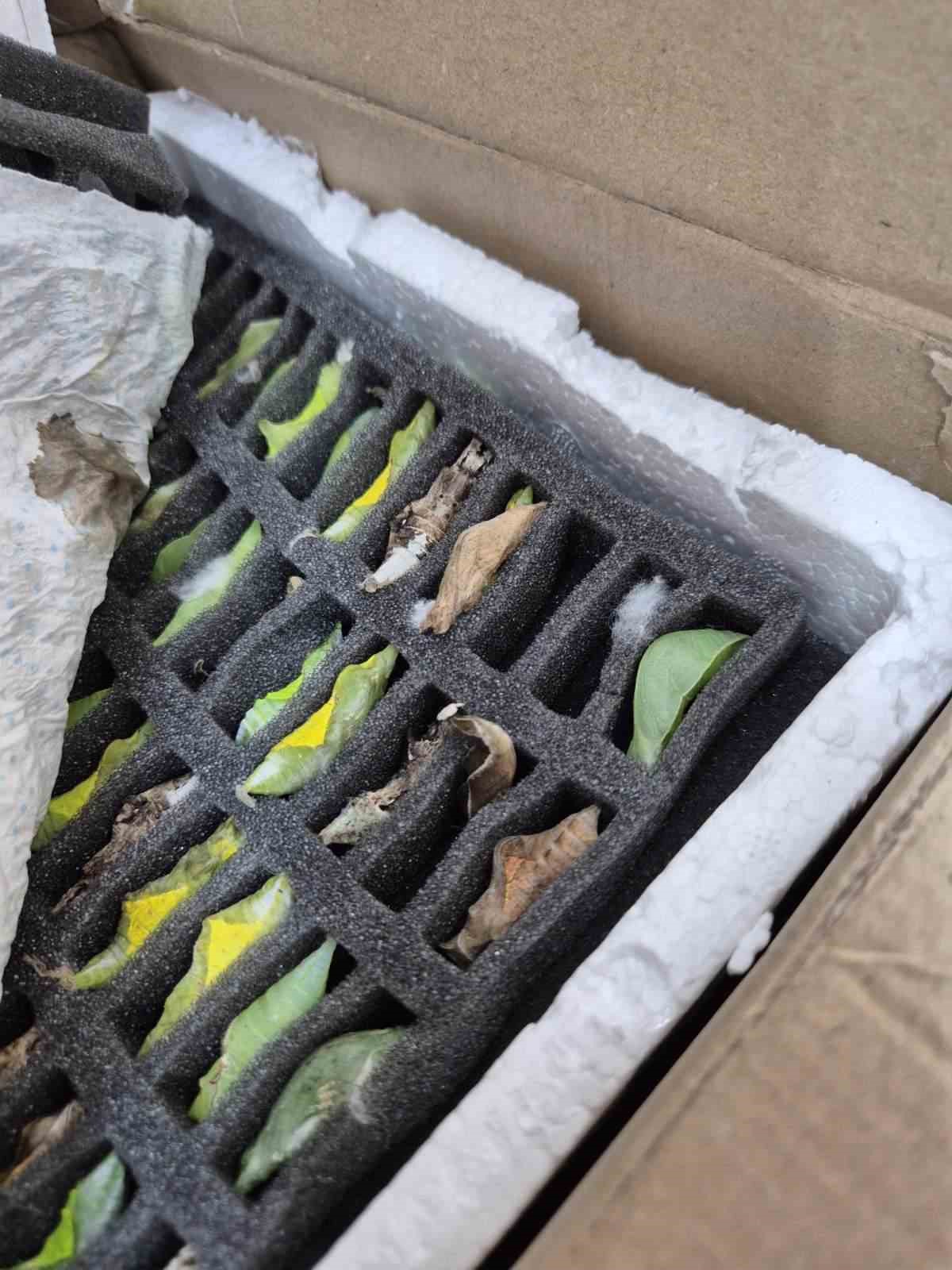 Sınır kapısında tropikal kelebek pupası ele geçirildi
