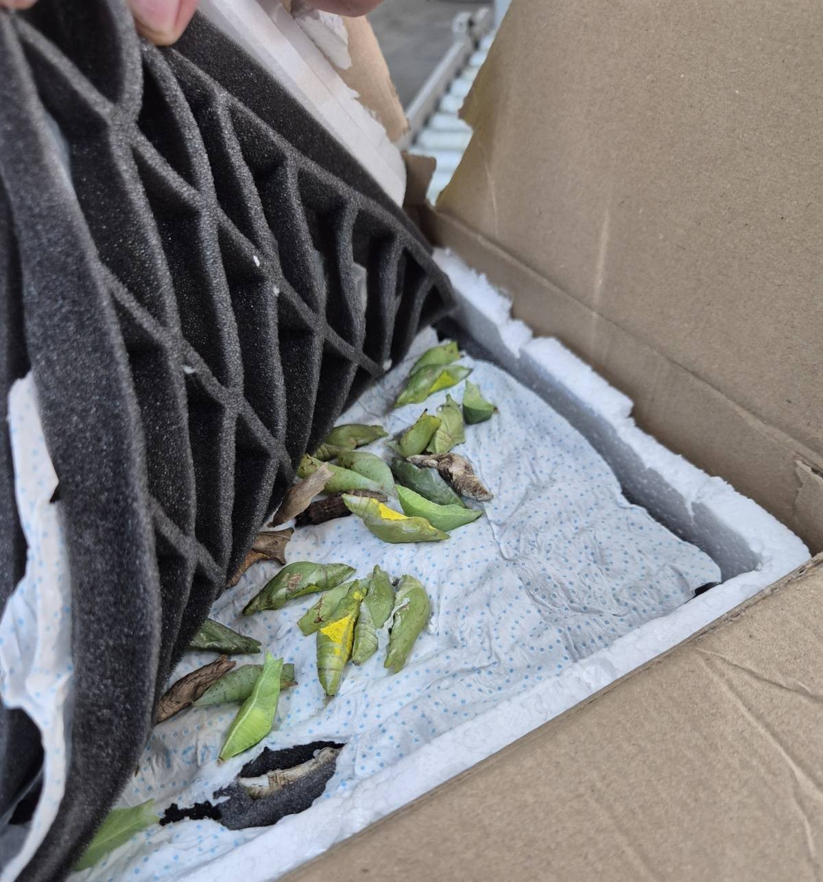 Sınır kapısında tropikal kelebek pupası ele geçirildi
