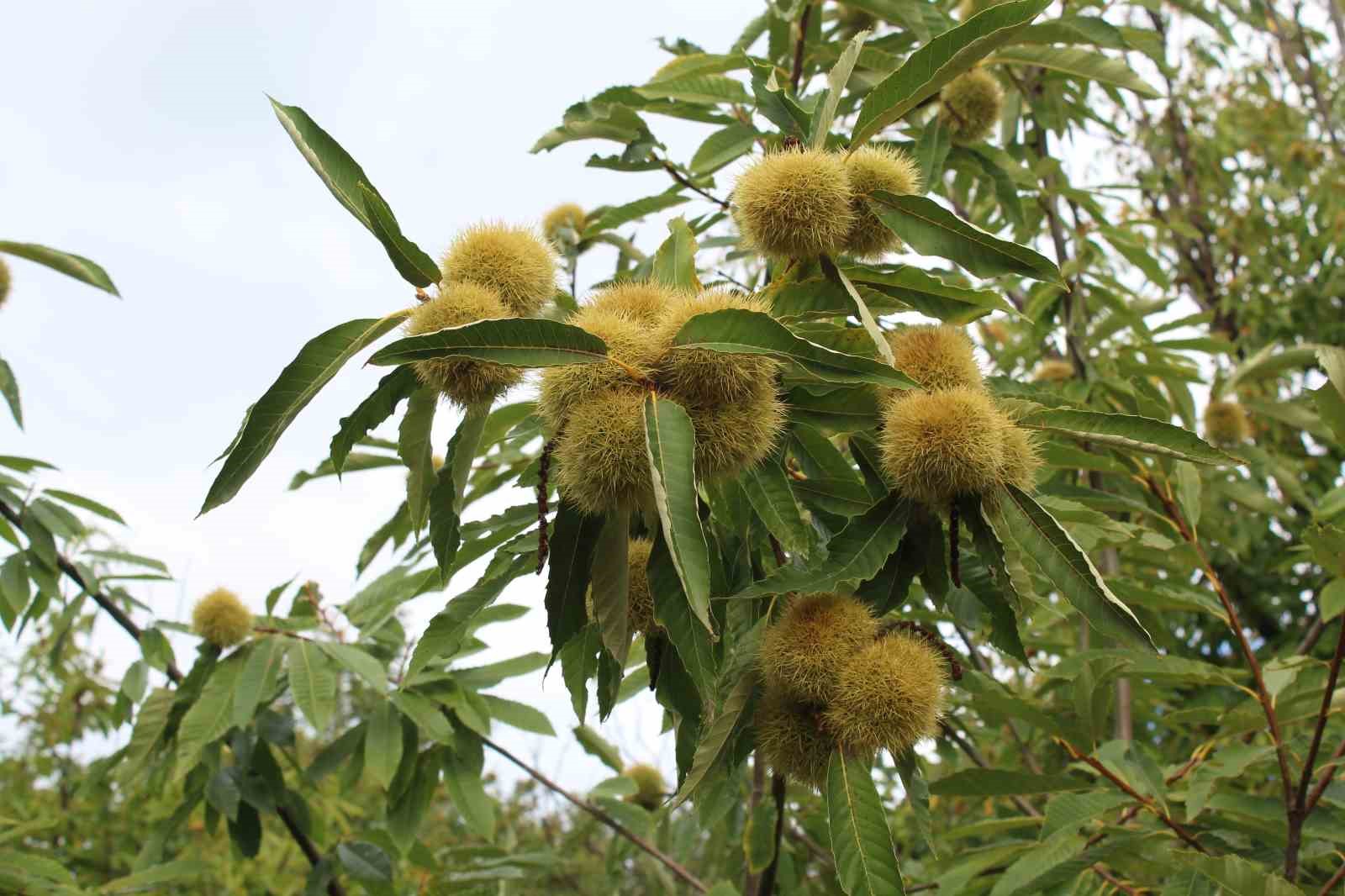 Sinop kestanesi tehlikede: Gal arısı üretimi ve arıcılığı vuruyor
