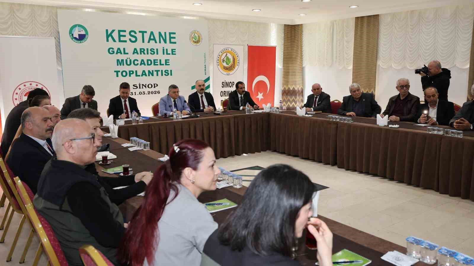 Sinop kestanesi tehlikede: Gal arısı üretimi ve arıcılığı vuruyor
