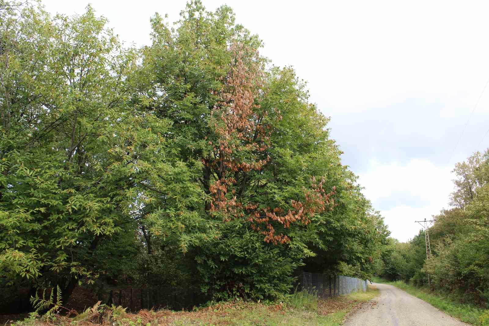 Sinop kestanesi tehlikede: Gal arısı üretimi ve arıcılığı vuruyor

