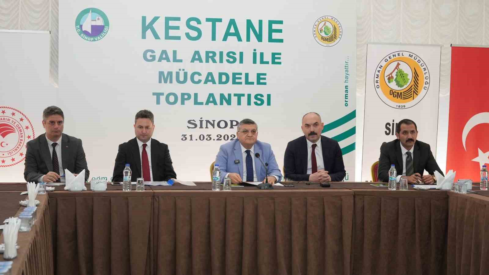 Sinop kestanesi tehlikede: Gal arısı üretimi ve arıcılığı vuruyor
