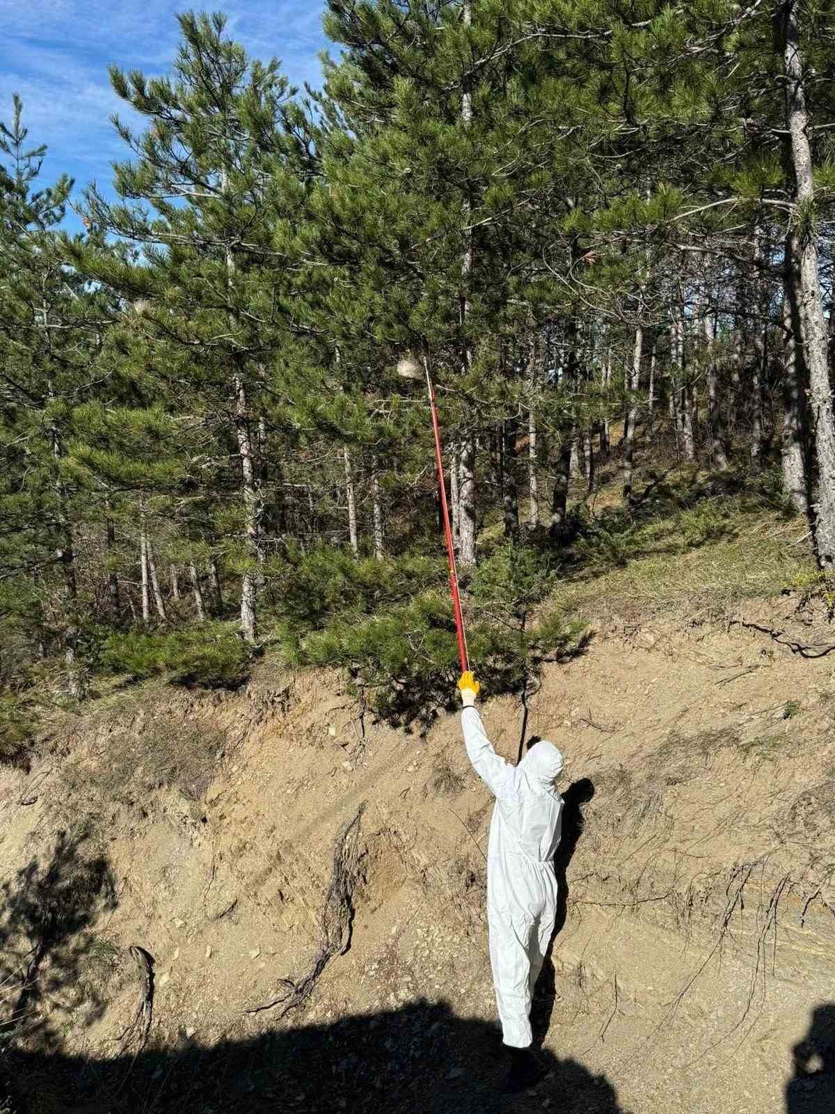 Sinop ormanlarında zararlılara karşı biyolojik savaş
