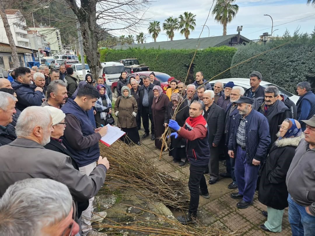 Sinop’ta 900 fırıncık armudu fidanı dağıtıldı
