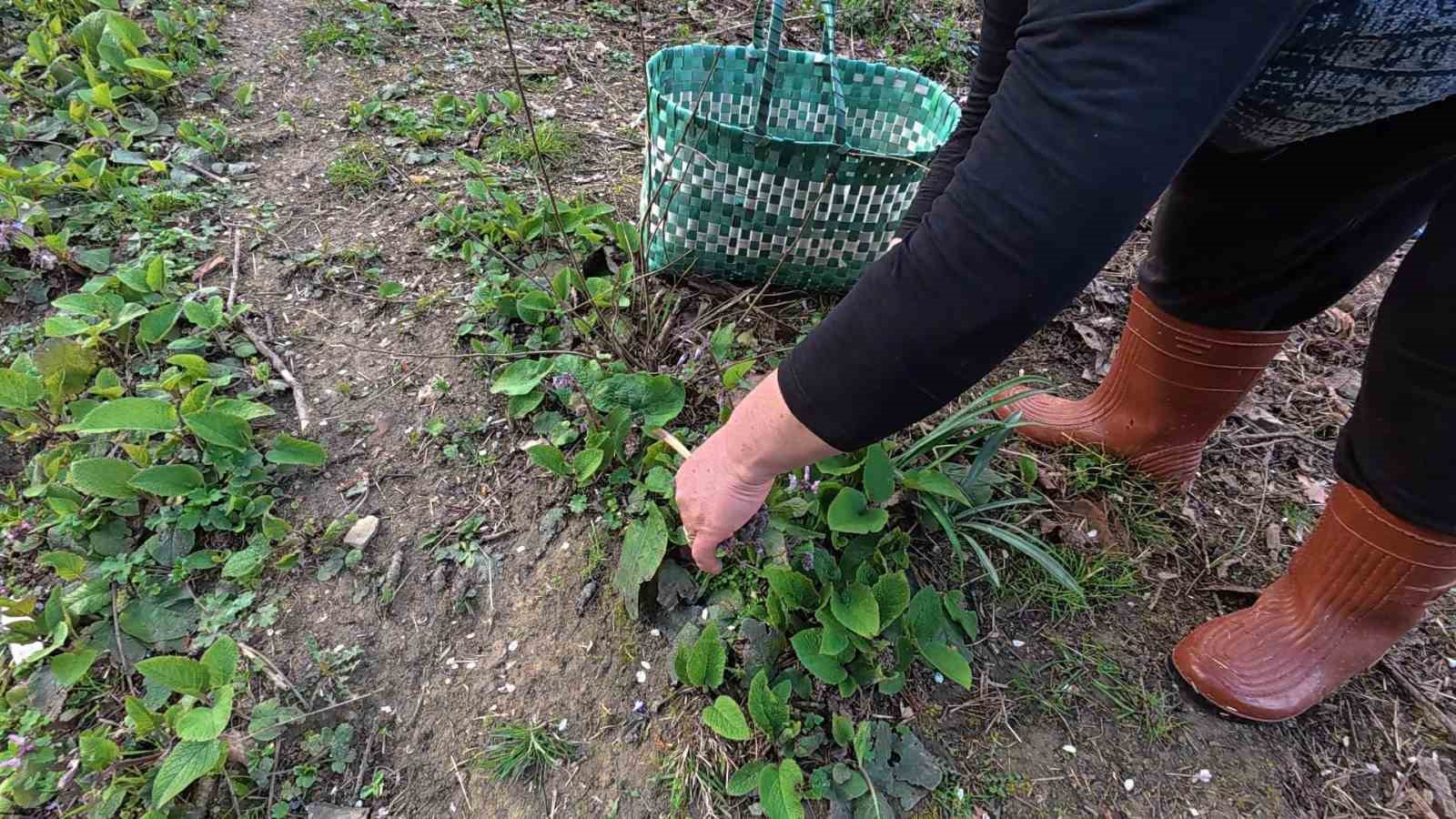 Sinop’ta bahar aylarının lezzeti: Zılbıt pazarlarda ilgi görüyor
