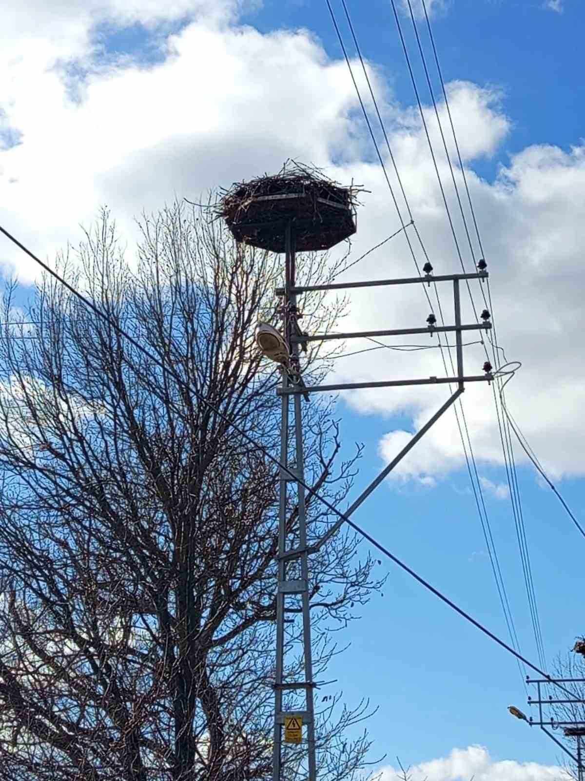 Sinop’ta leylek popülasyonu projesi sahada incelendi
