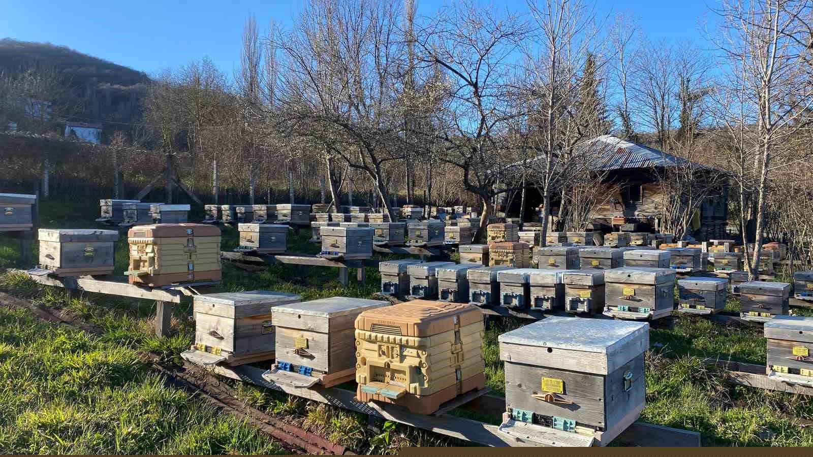 Sinop’ta soğuk hava arıcılığı olumsuz etkiliyor
