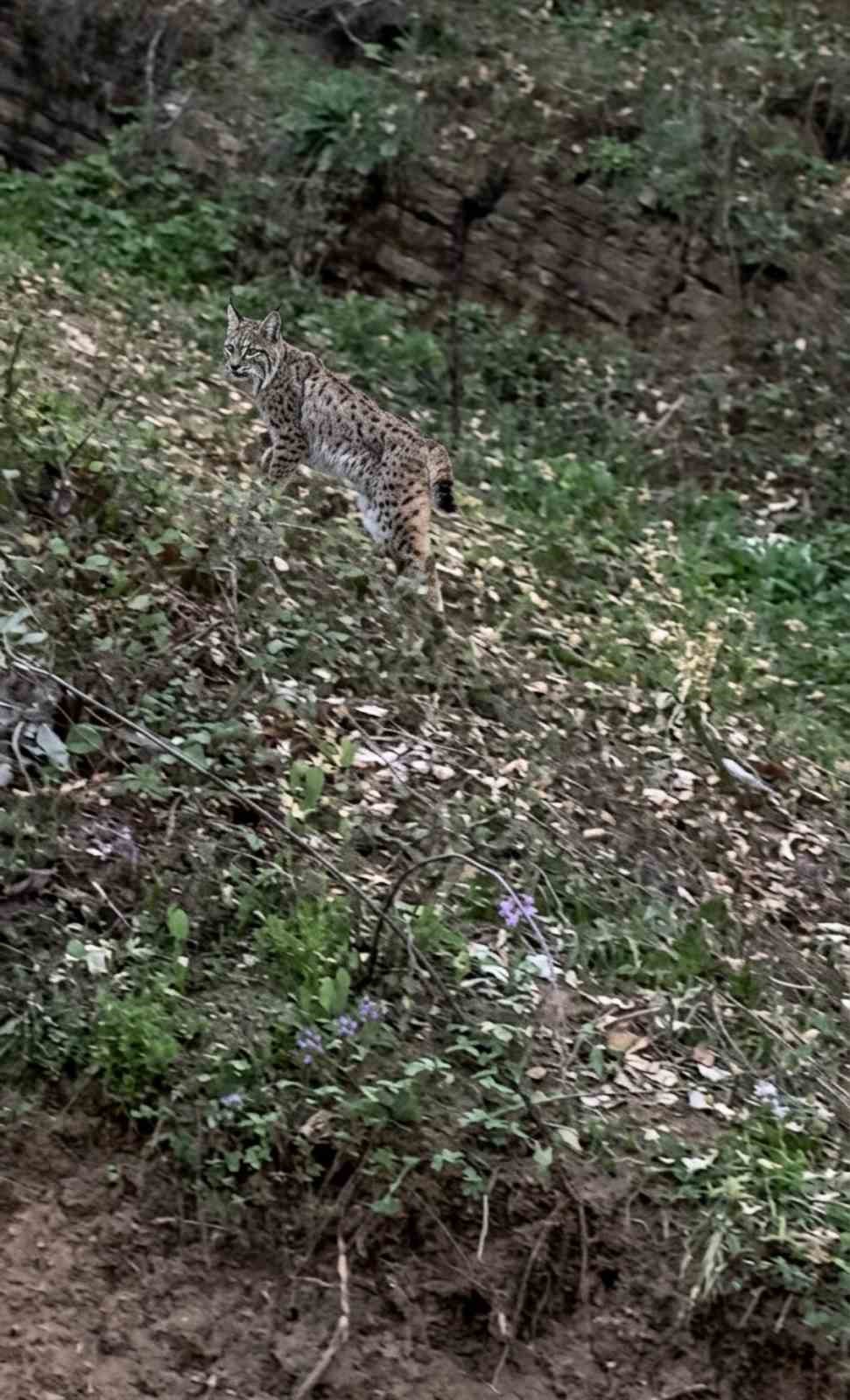Sinop’ta vaşak görüntülendi
