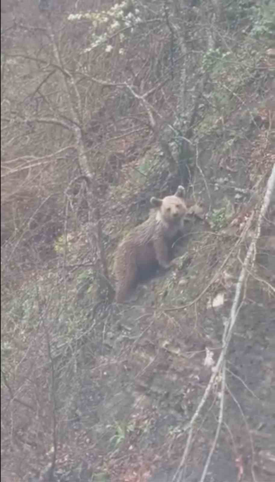 Sinop’ta yavru ayı yolda görüntülendi
