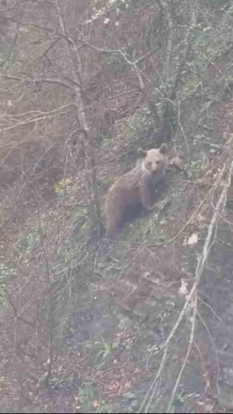 Sinop’ta yavru ayı yolda görüntülendi
