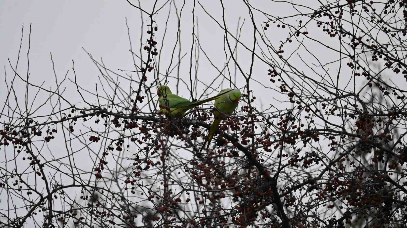 Şirintepe Mahallesi’nde renkli görüntüler: Papağanlar parkı mesken tuttu
