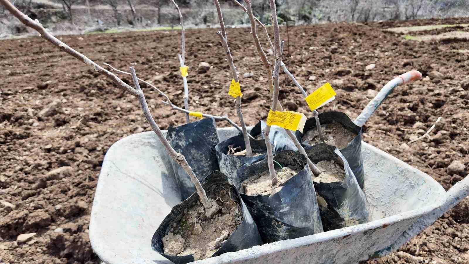 Şırnaklı çiftçi devlet desteğiyle bütün arazisine meyve fidanı dikti
