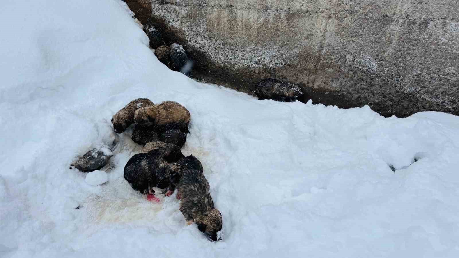 Şırnak’ta 12 köpek yavrusu donmak üzereyken kurtarıldı
