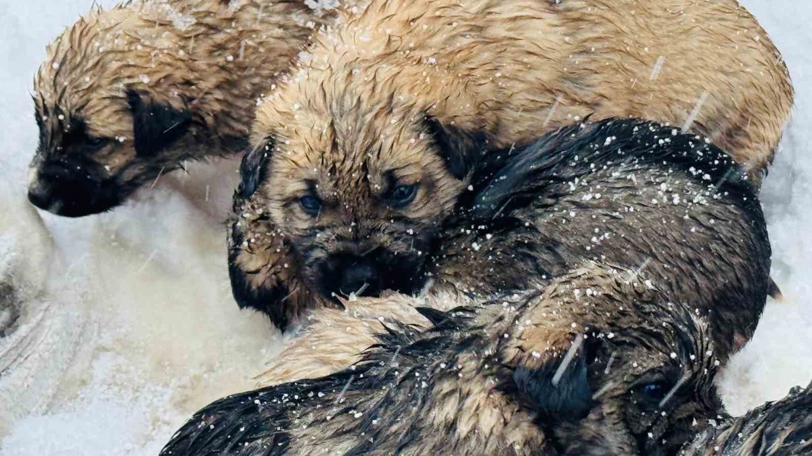 Şırnak’ta 12 köpek yavrusu donmak üzereyken kurtarıldı
