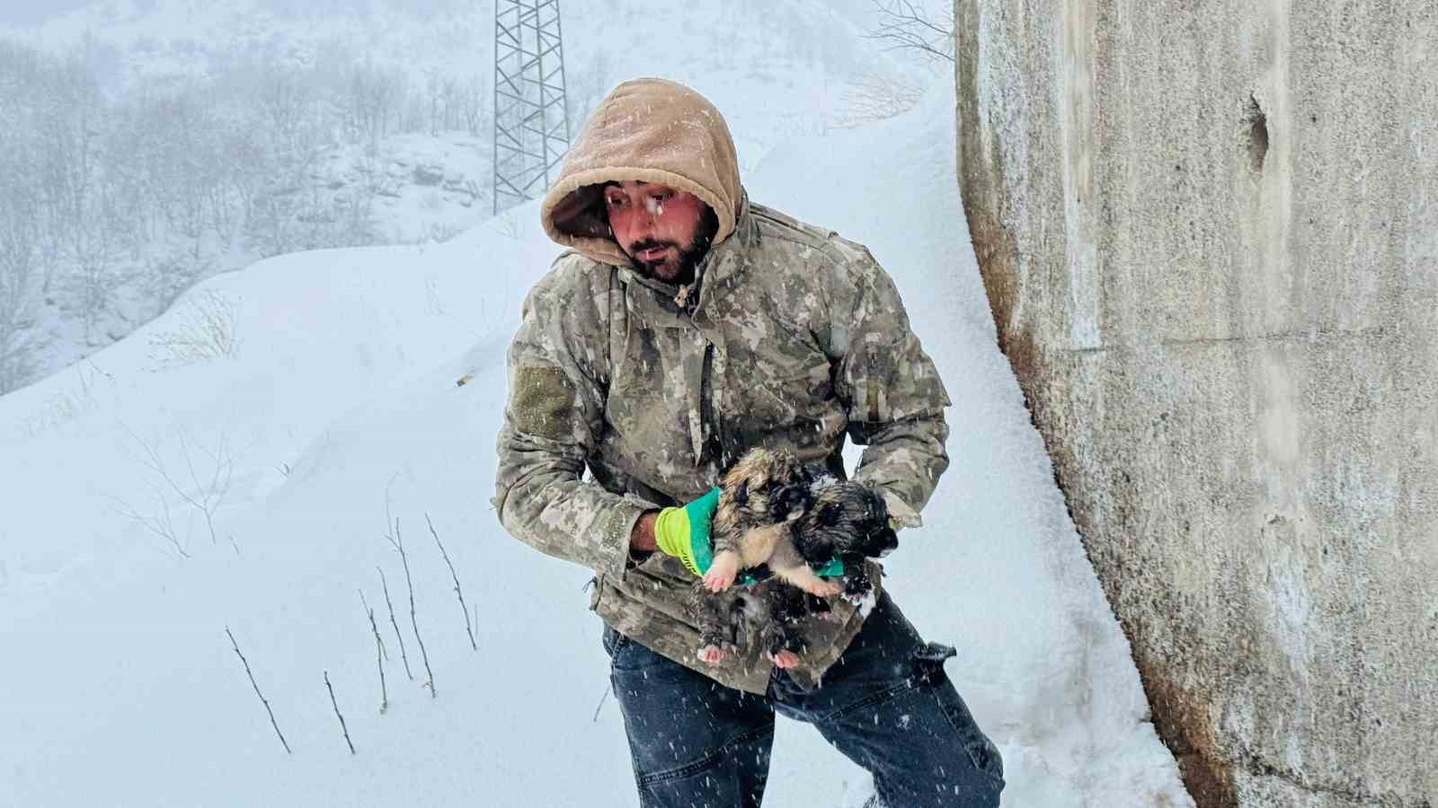 Şırnak’ta 12 köpek yavrusu donmak üzereyken kurtarıldı
