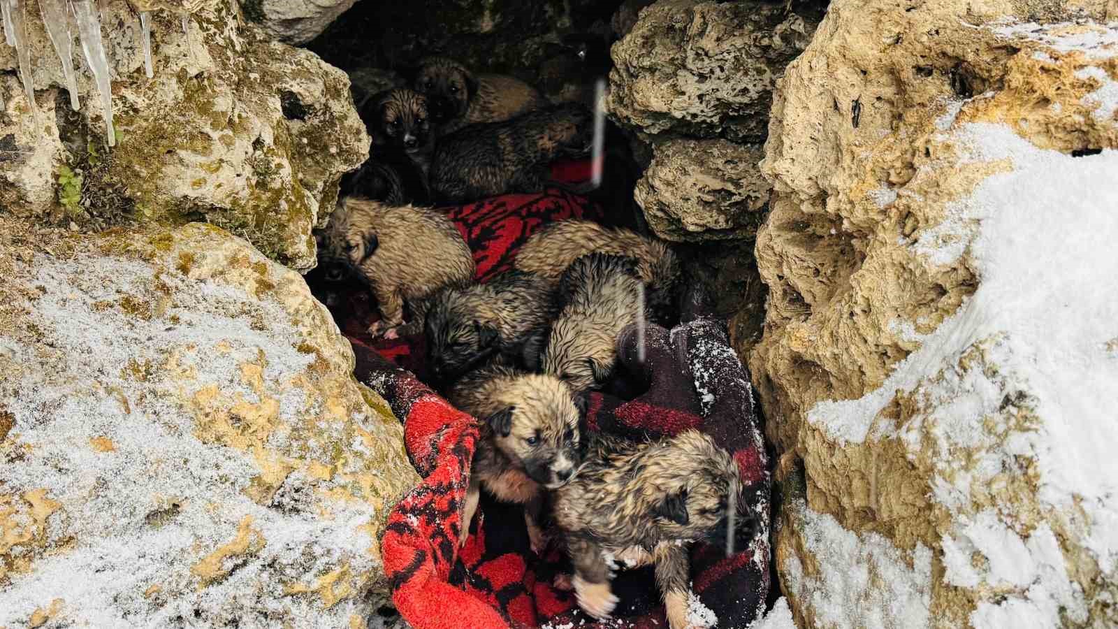Şırnak’ta 12 köpek yavrusu donmak üzereyken kurtarıldı
