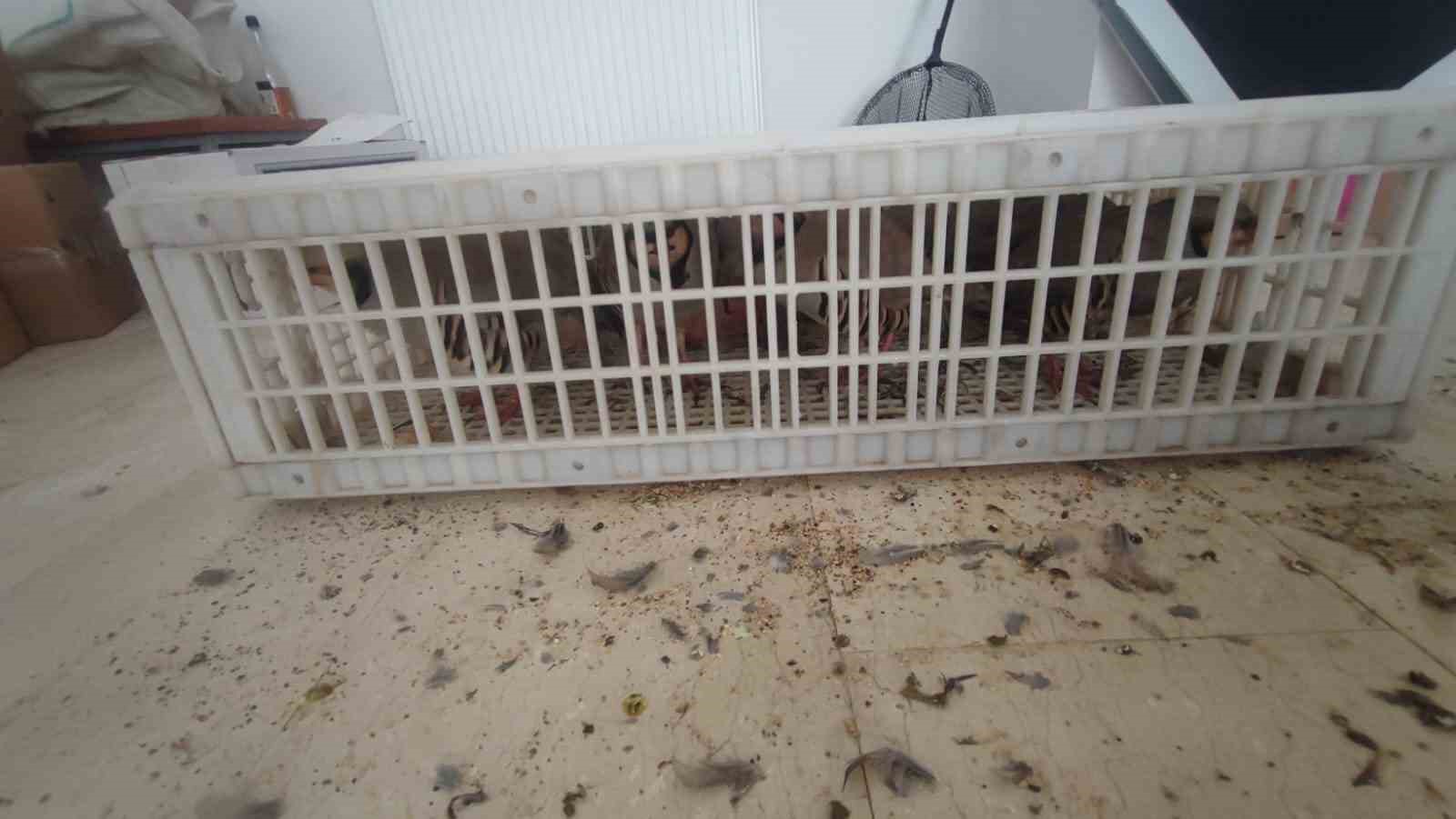 Şırnak’ta 40 adet kanatlı hayvan ele geçirildi
