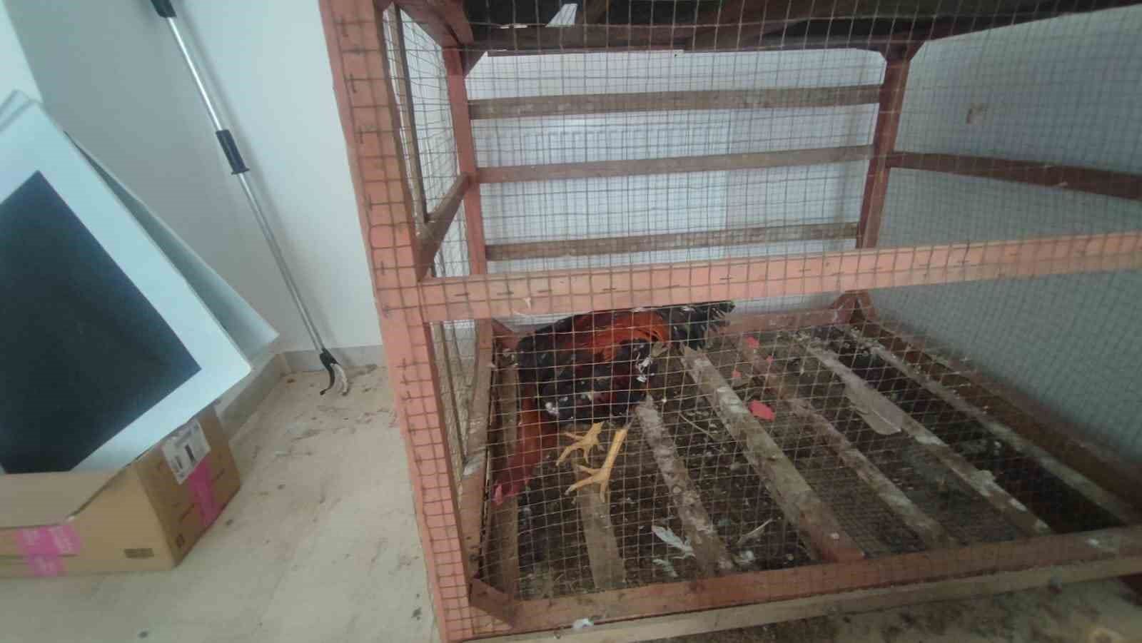 Şırnak’ta 40 adet kanatlı hayvan ele geçirildi
