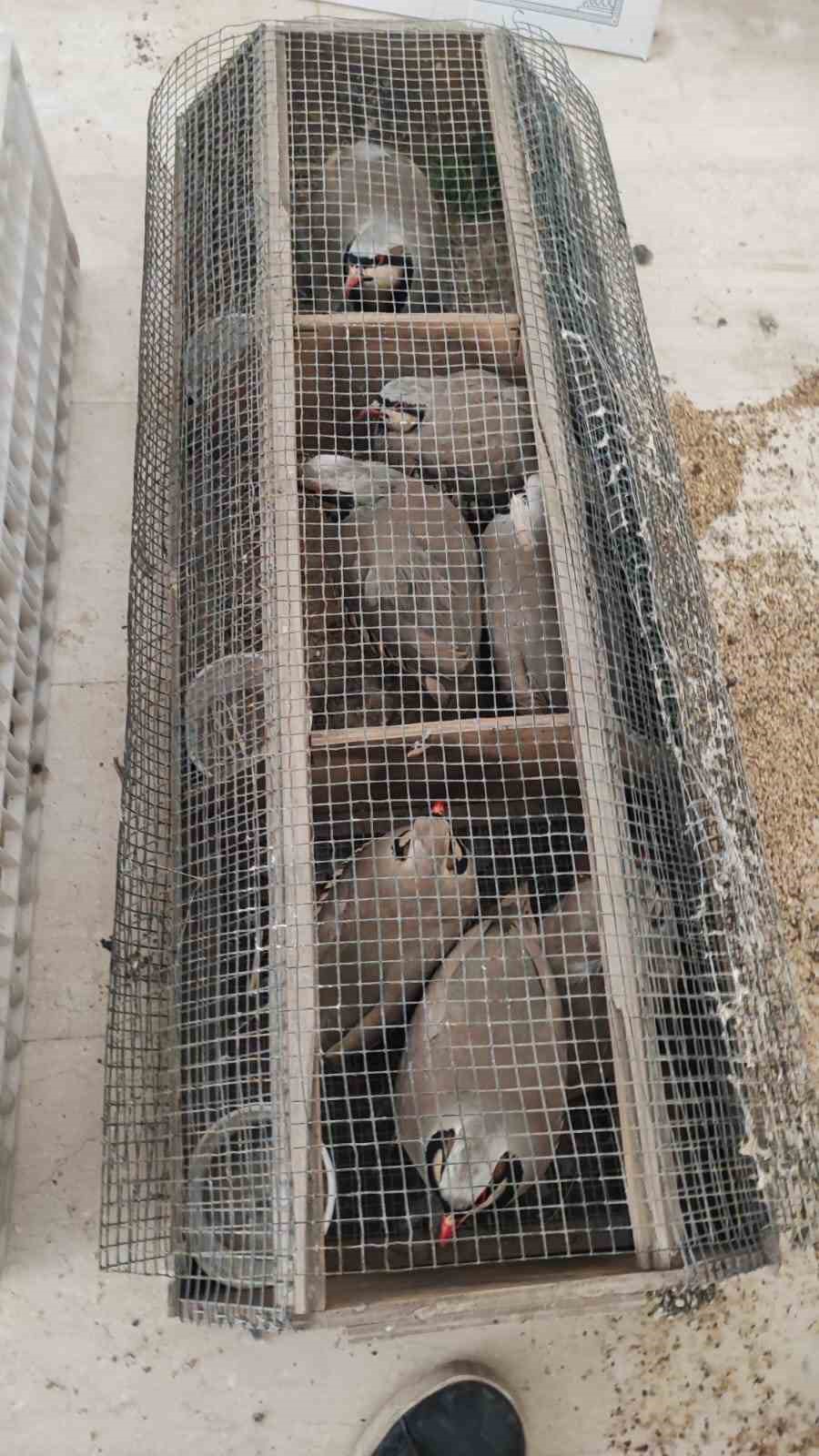 Şırnak’ta 40 adet kanatlı hayvan ele geçirildi
