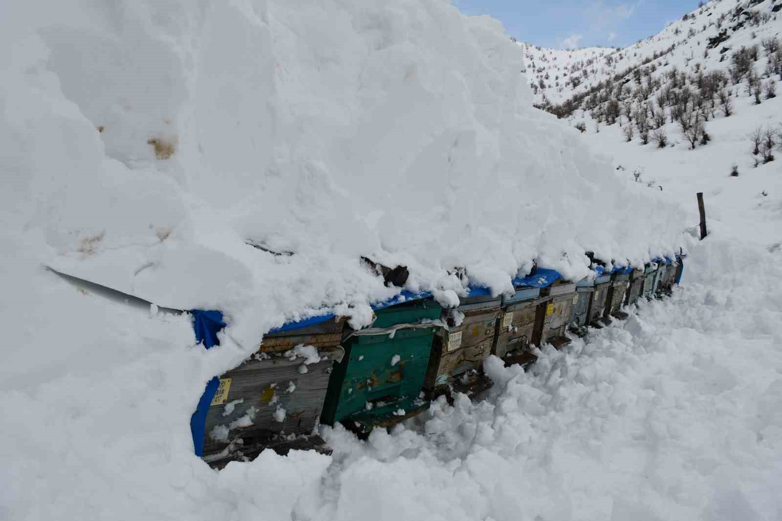 Şırnak’ta bal arıları çığ altında kaldı
