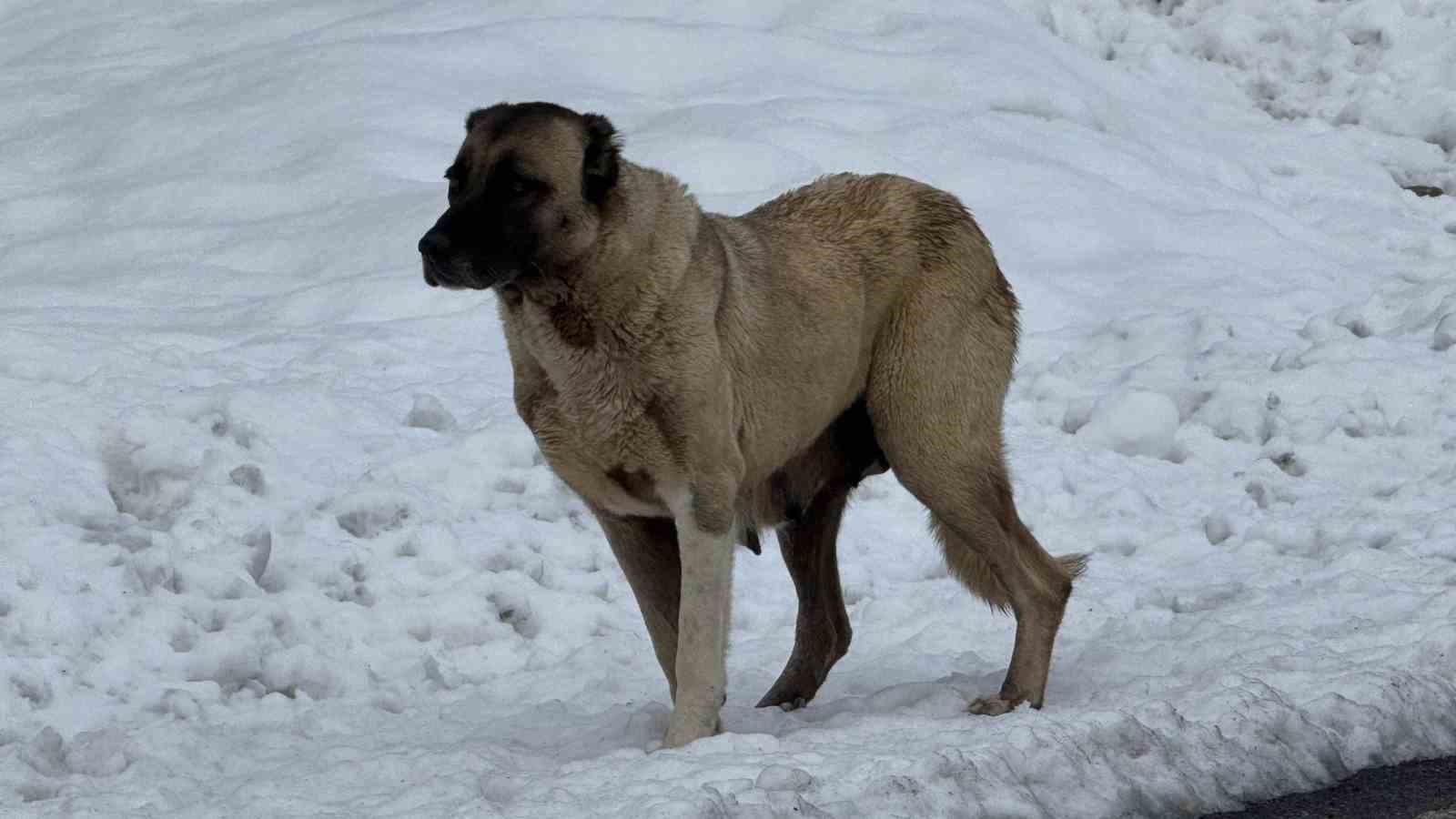 Şırnak’ta gönüllülerde sokak hayvanları için barınak ve mama desteği
