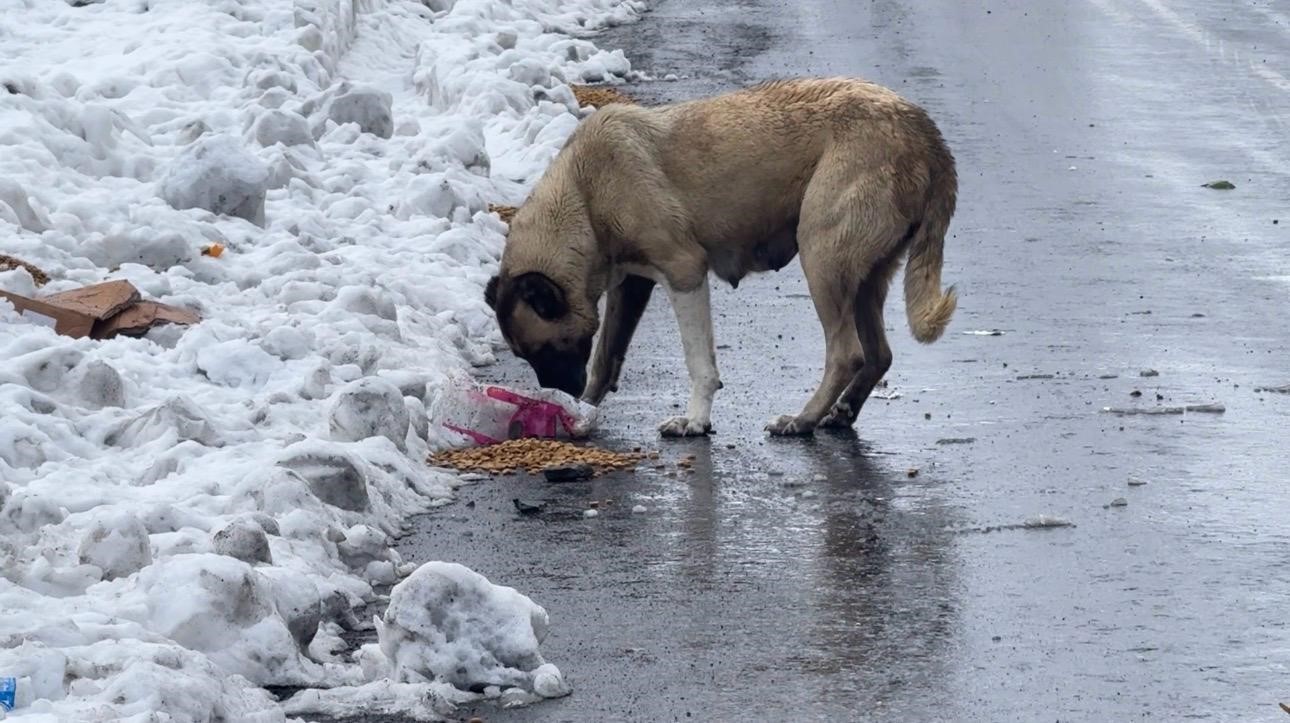 Şırnak’ta gönüllülerde sokak hayvanları için barınak ve mama desteği

