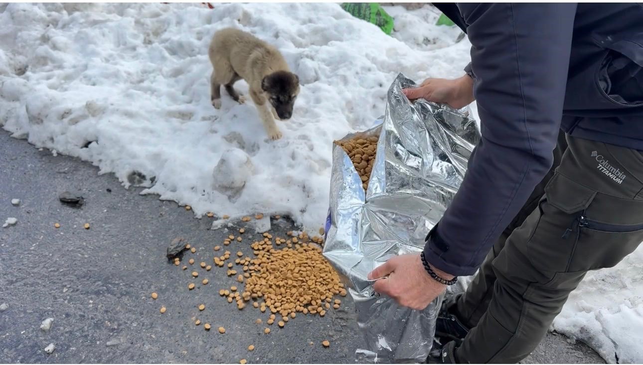 Şırnak’ta gönüllülerde sokak hayvanları için barınak ve mama desteği
