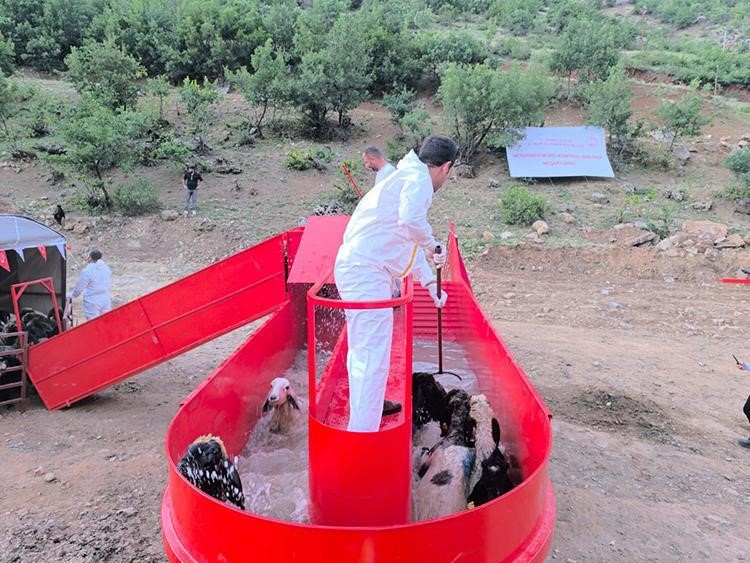 Şırnak’ta hayvancılığa 2025’te güçlü dokunuş
