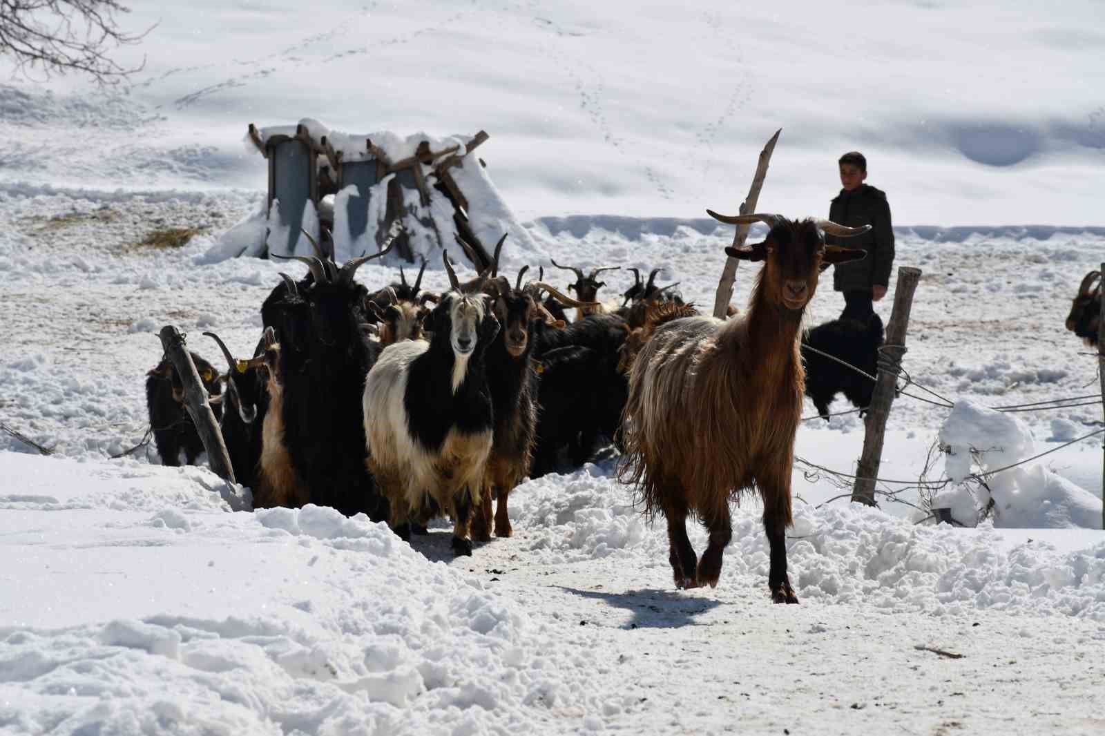 Şırnak’ta keçi besiciliği gittikçe yok oluyor
