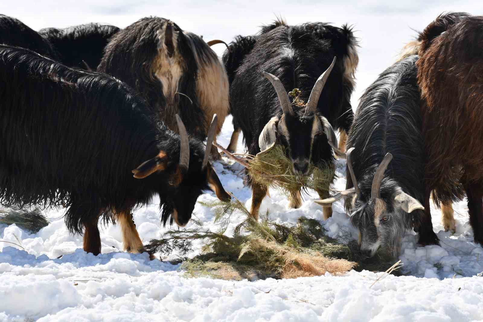 Şırnak’ta keçi besiciliği gittikçe yok oluyor
