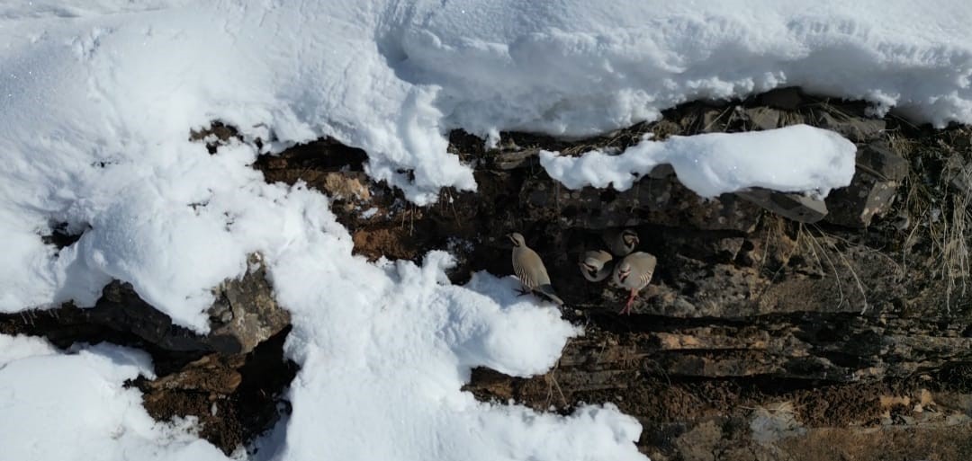 Şırnak’ta keklikler sürü halinde yiyecek aradı
